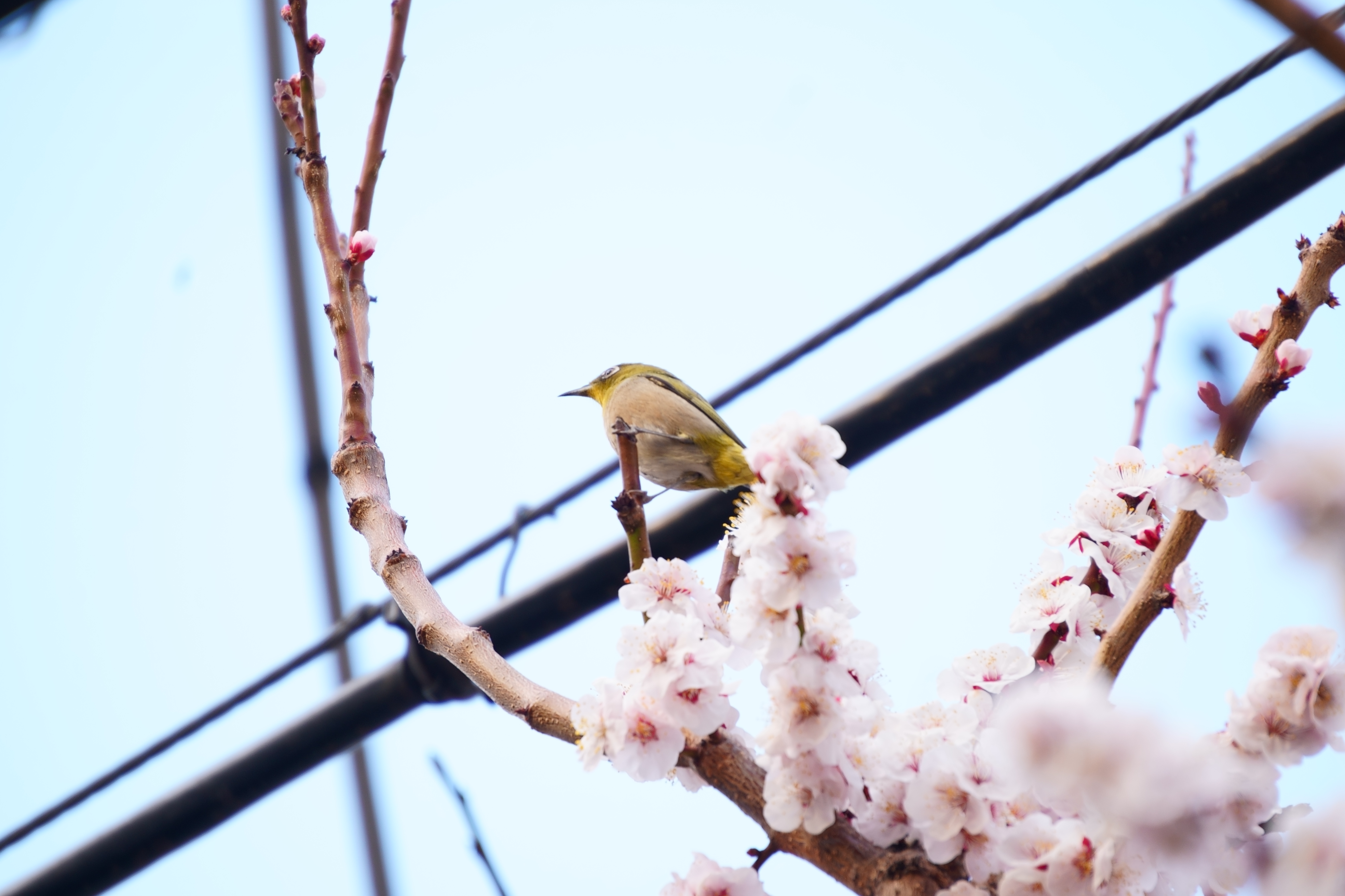 ライトに照らされる天守